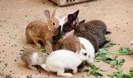 最近热门事件合集吃瓜兔,近期热门事件合集深度解析