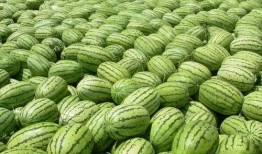 51朝阳吃瓜 热门大瓜在线,揭秘热门大瓜背后的真相与内幕